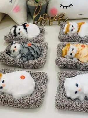 photo_6061885587557387629_x Sleeping Cat